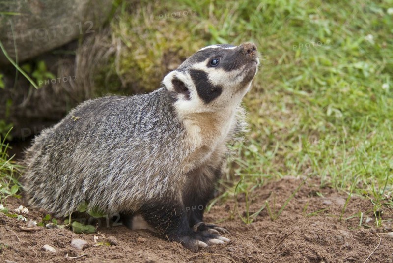 American badger