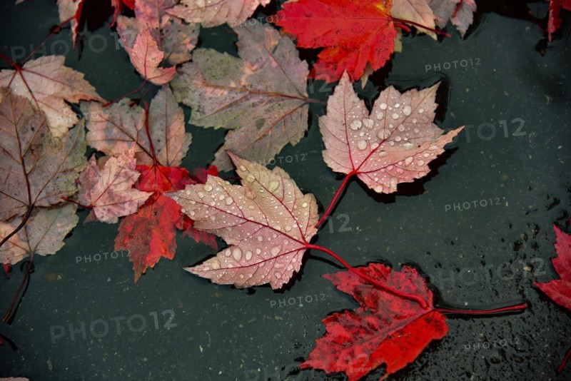 The leaves of a red maple lie on the wet road