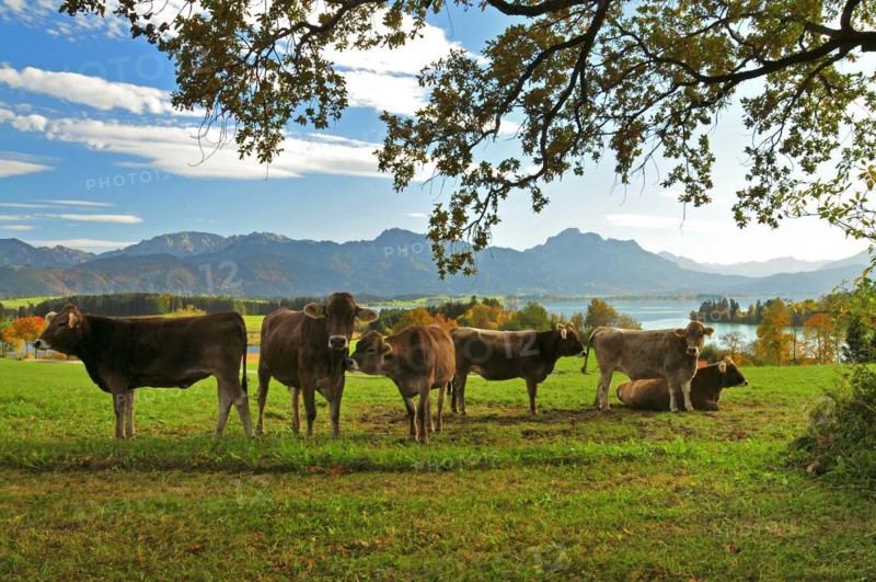 Cows on a pasture above the Forggensee