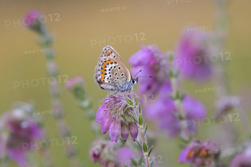 Silver-studded blue