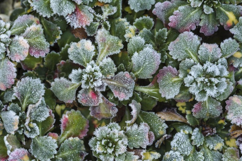 (Saxifraga) with hoarfrost
