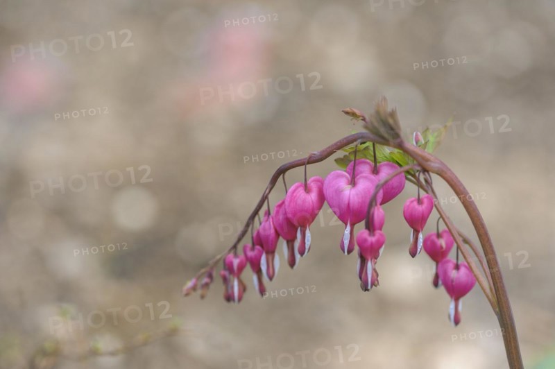 (Dicentra spectabilis)