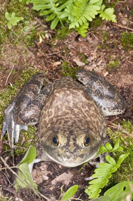 Bullfrog