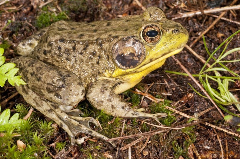 Green frog