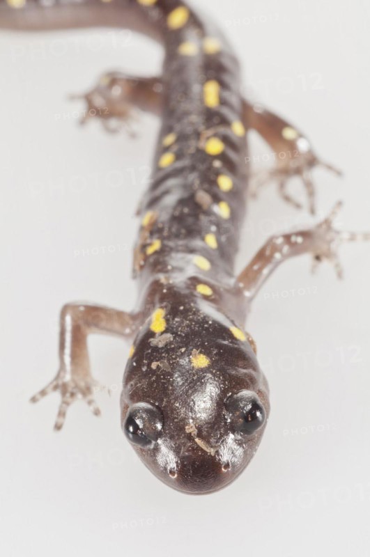 Spotted salamander