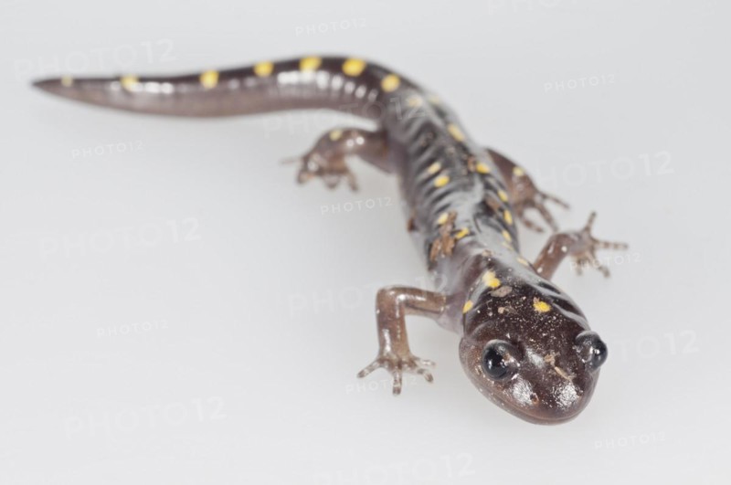 Spotted salamander