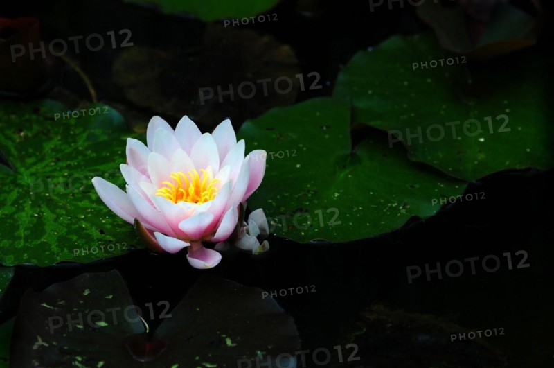 Water lily