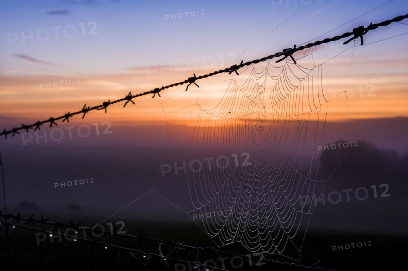 A cobweb on a barbed wire fence