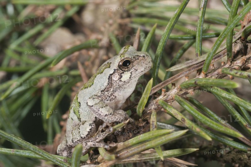Eastern gray tree frog