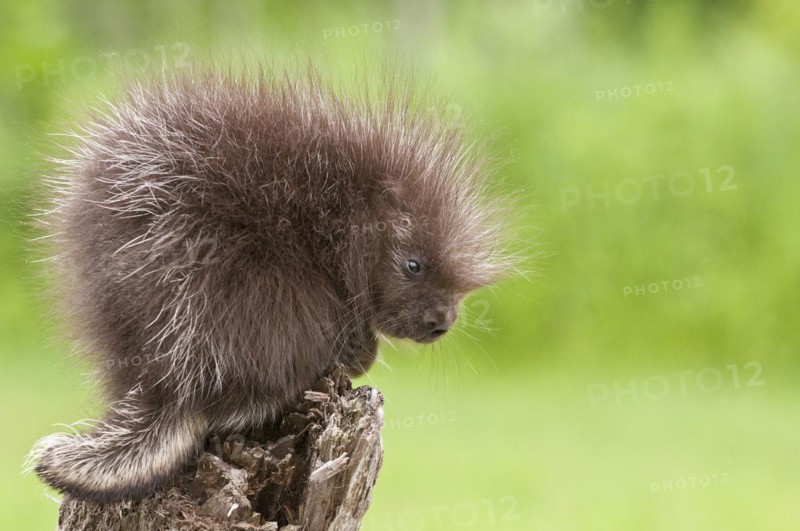 Baby North American porcupine
