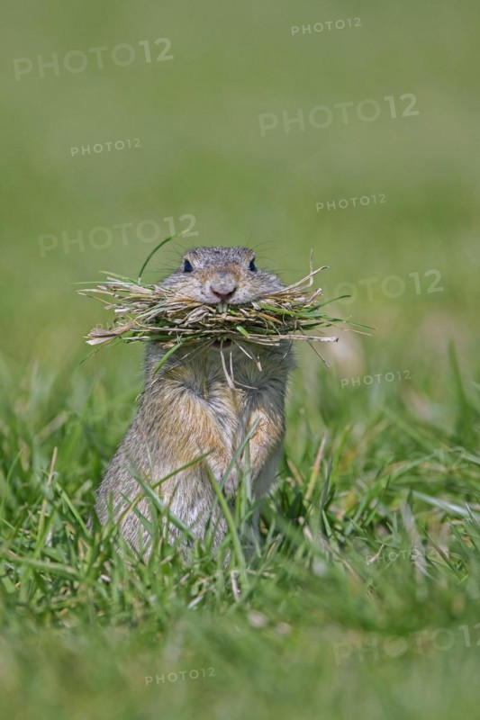 European ground squirrel