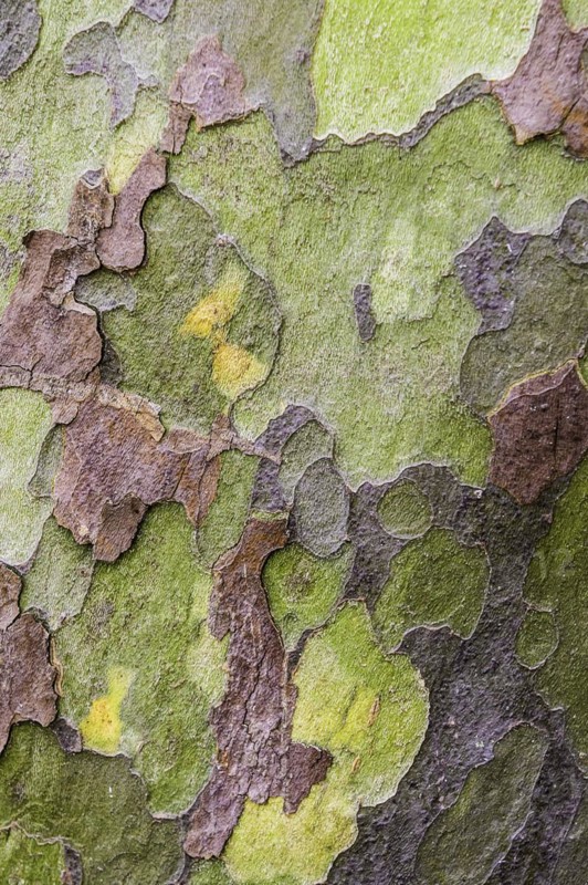 Eucalyptus bark