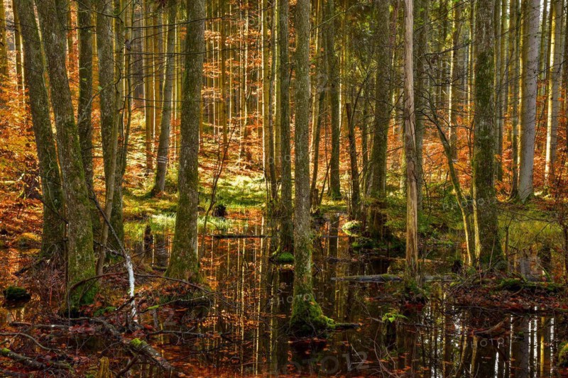 Autumn-coloured mixed forest reflected in a pond in the Westliche Waelder nature park Park near Ausgburg
