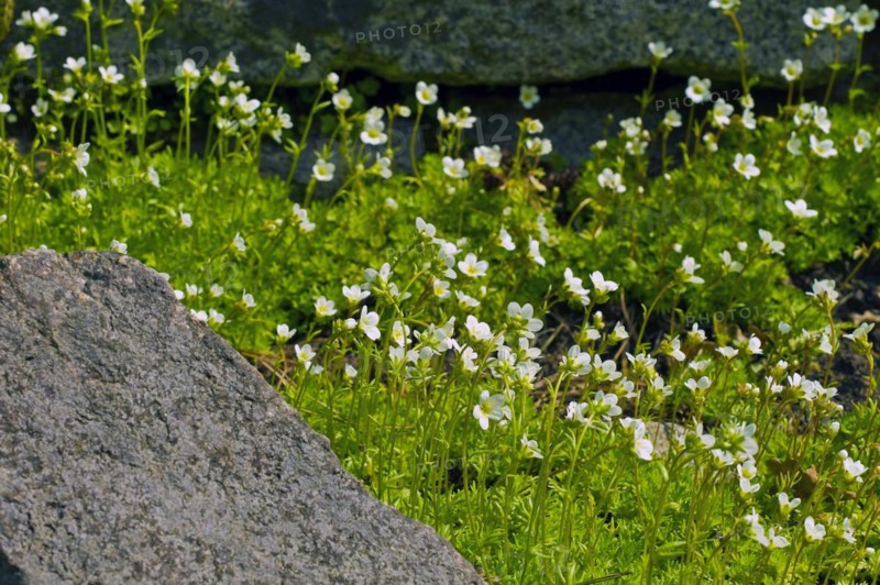 Horny piedmontese saxifrage