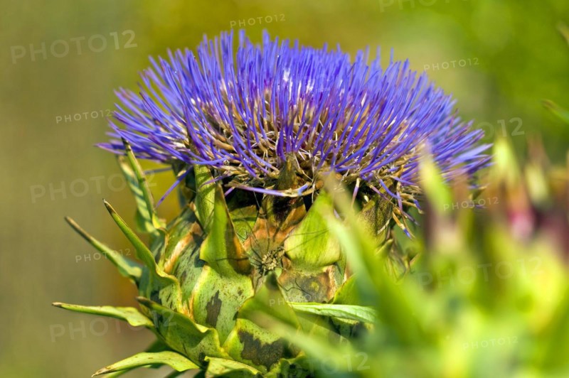 Artichoke