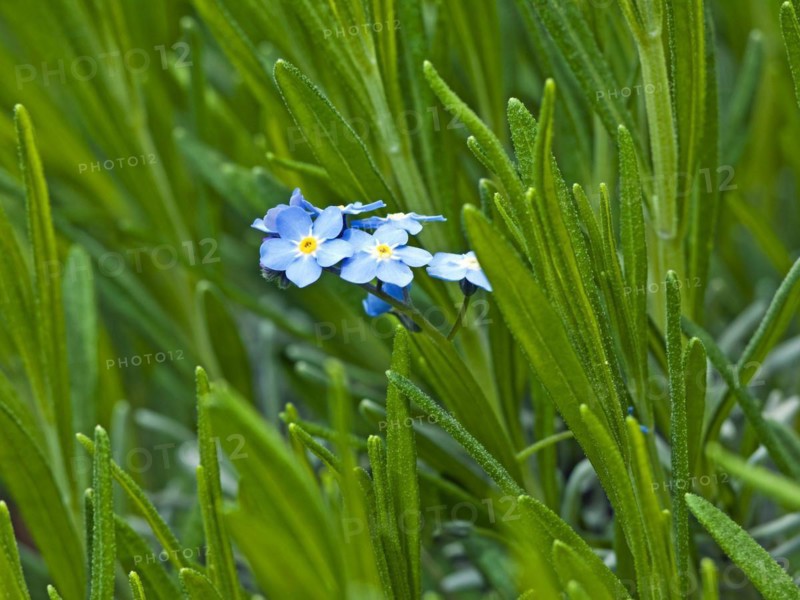 Forget-me-not flowers in a lavender bed