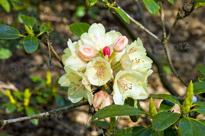 Rhododendron in the Bremen Rhododendron Park