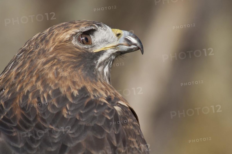 Female Red-tailed Hawk
