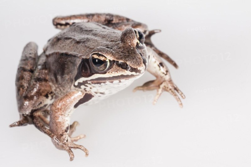 Wood frog