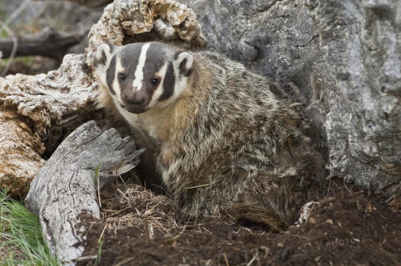 American badger