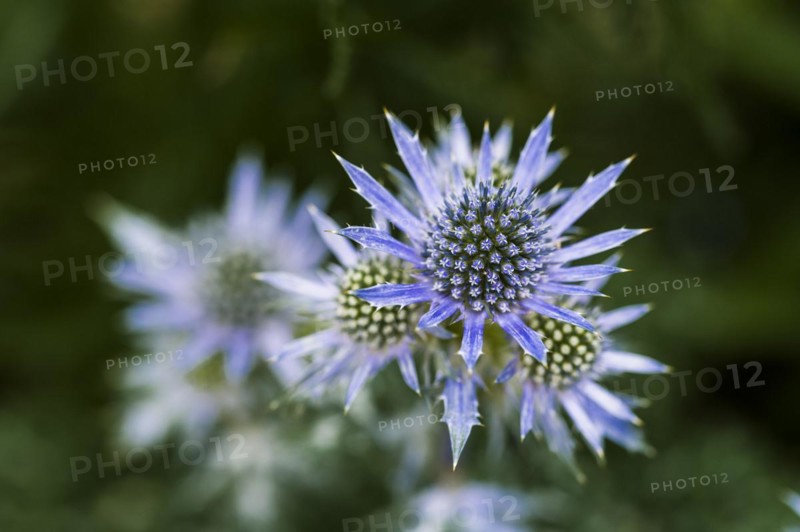 Eryngium bourgatti
