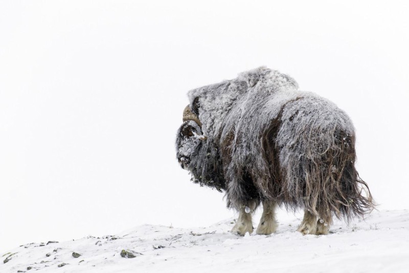 Muskox