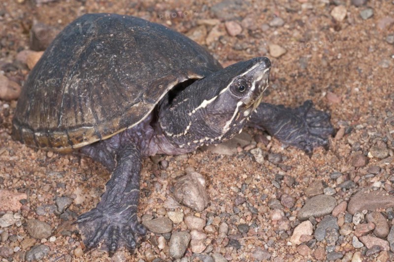 Common musk turtle