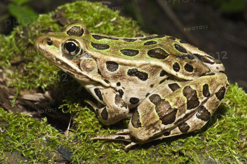 The northern leopard frog