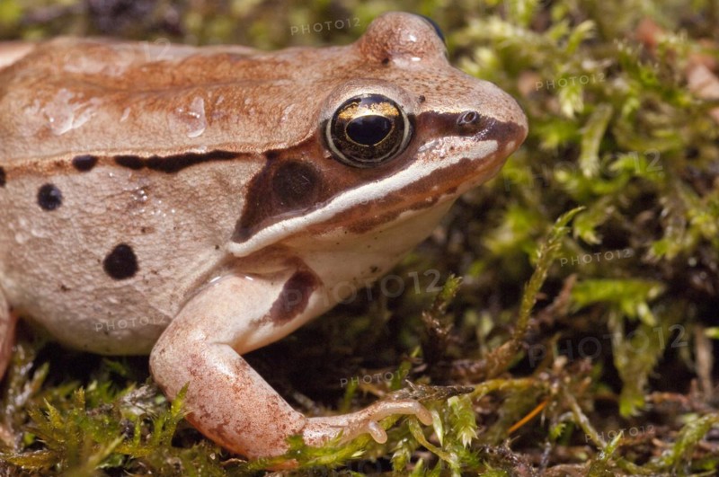 The wood frog