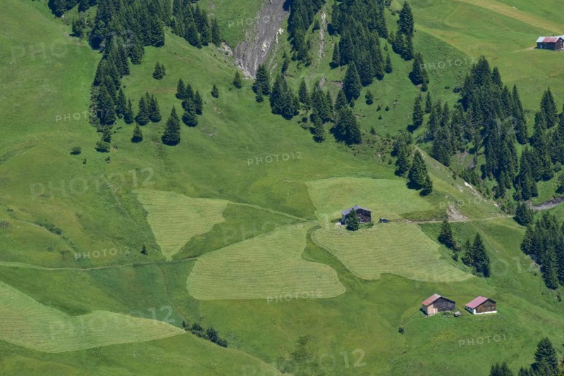 Haymaking on an alpine pasture in the Damuelser mountains in the Bregenzerwald