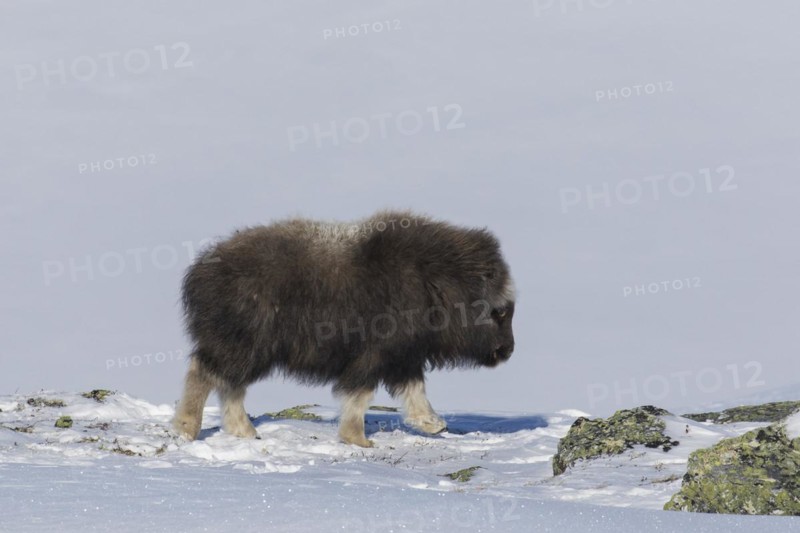 Muskox