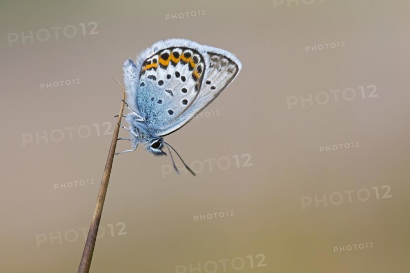 Silver-studded blue
