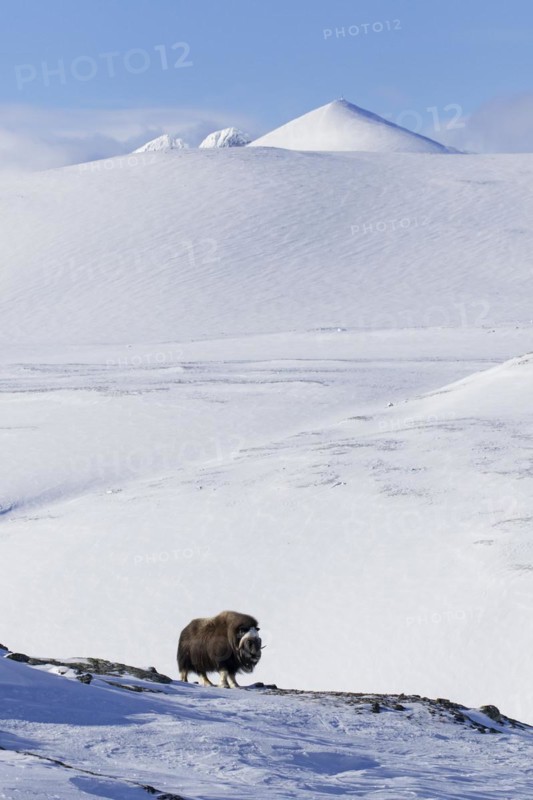 Muskox