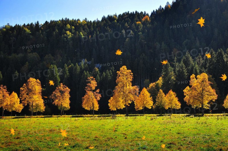 Trees in autumn light near Schwangau