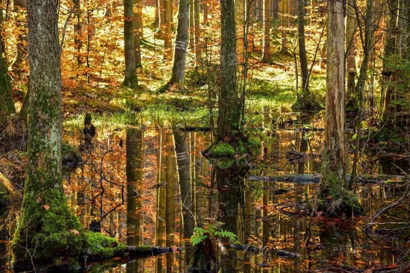 Autumn-coloured mixed forest reflected in a pond in the Westliche Waelder nature park Park near Ausgburg