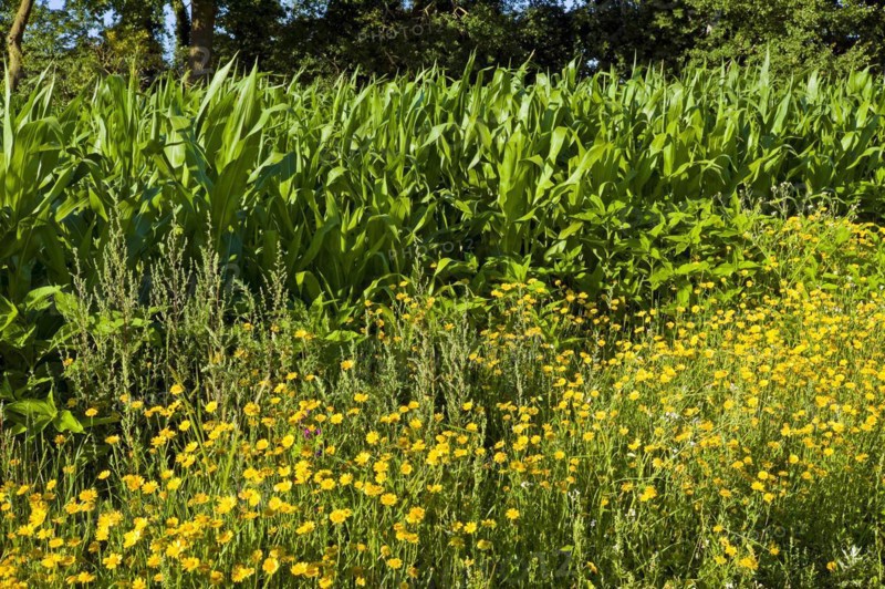 Seedworts
