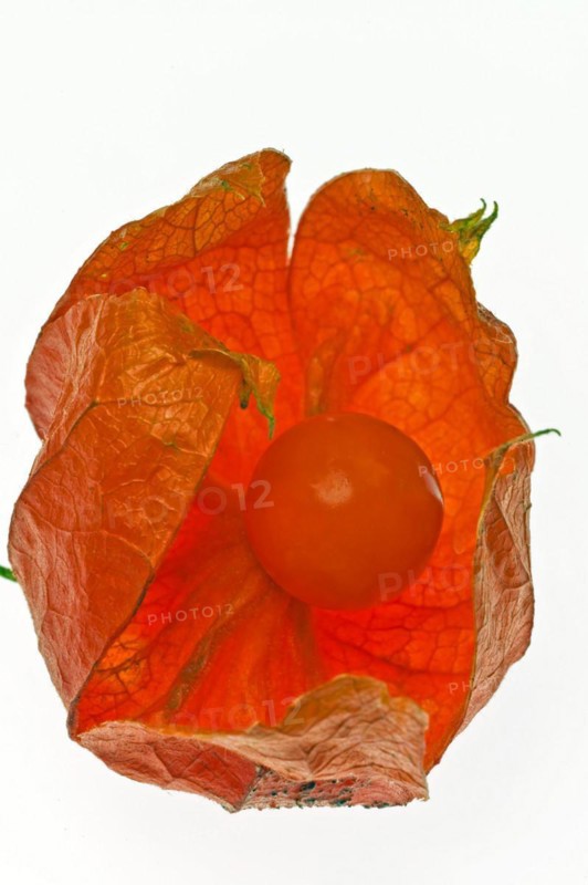Japanese-lantern