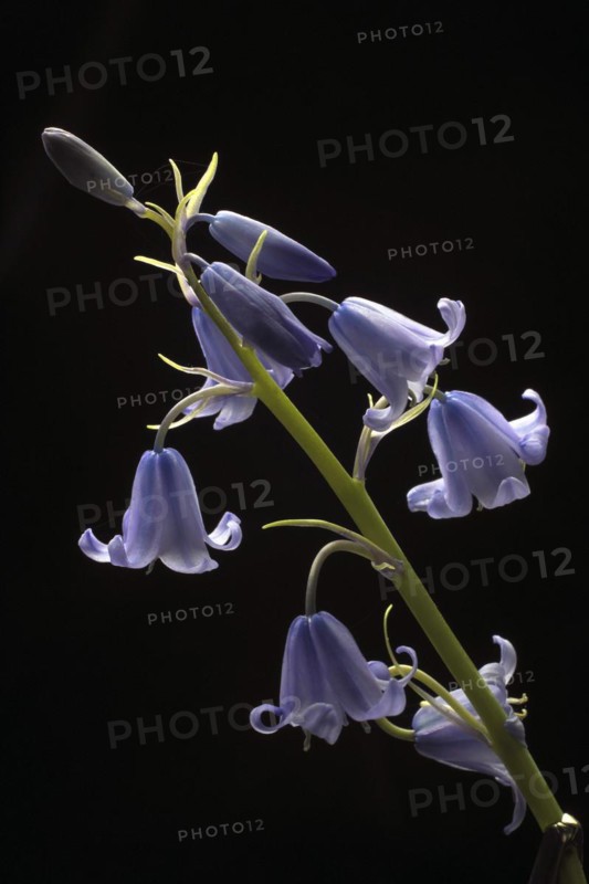 Spanish bellflower