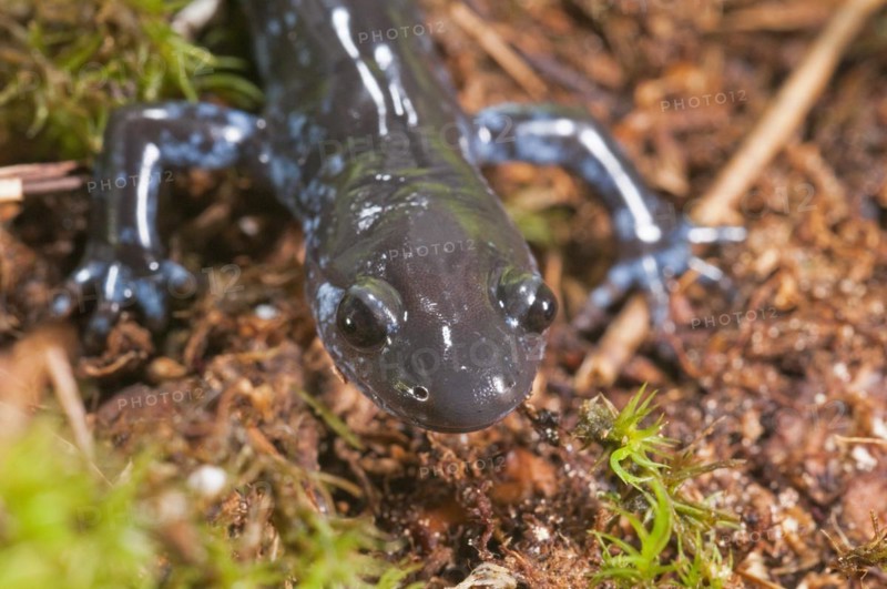 The Blue-spotted salamander