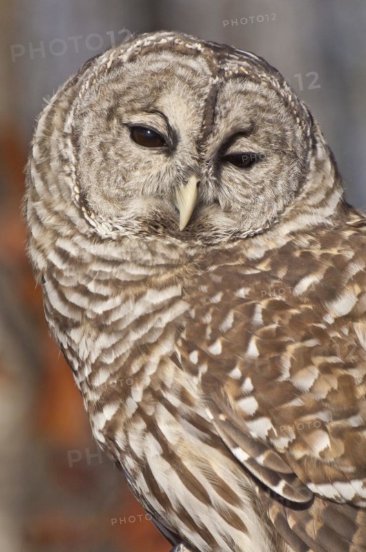 Barred Owl