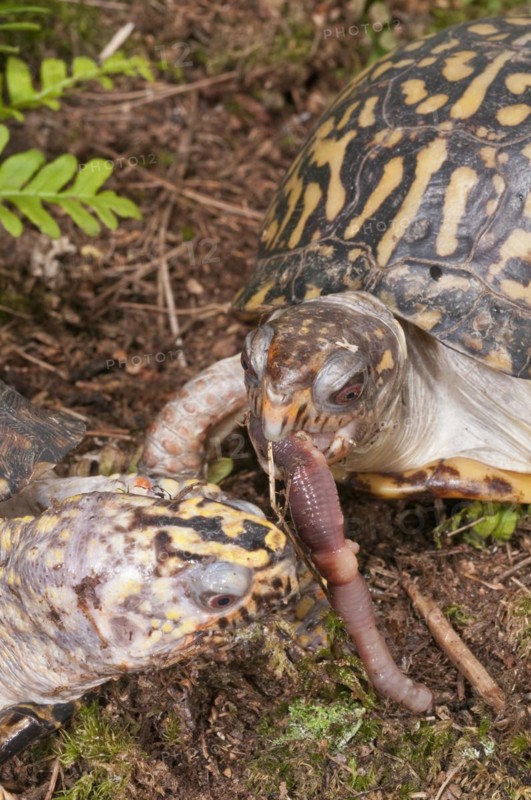 Eastern box turtle