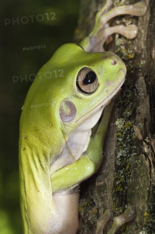 Whites Tree Frog