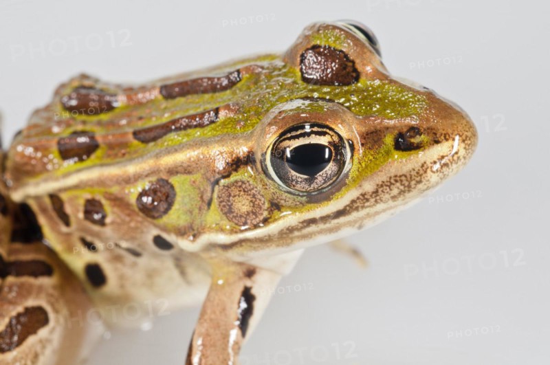 Northern leopard frog