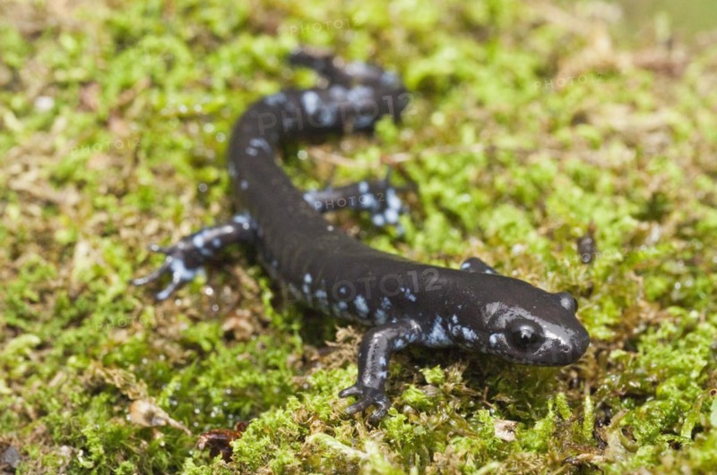 The Blue-spotted salamander
