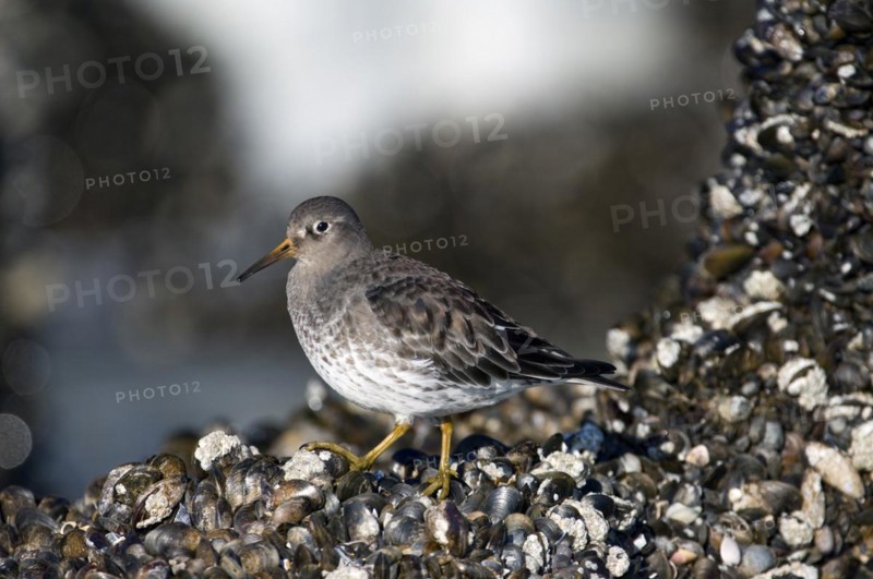 Portrait of purple sandpiper