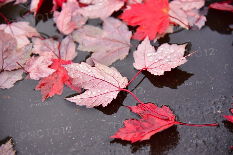 Foliage of a red maple lies on the wet road