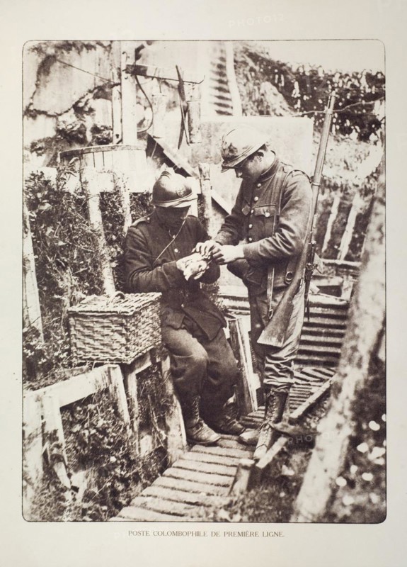 Soldiers in trench fitting messages on carrier pigeons in Flanders during the First World War