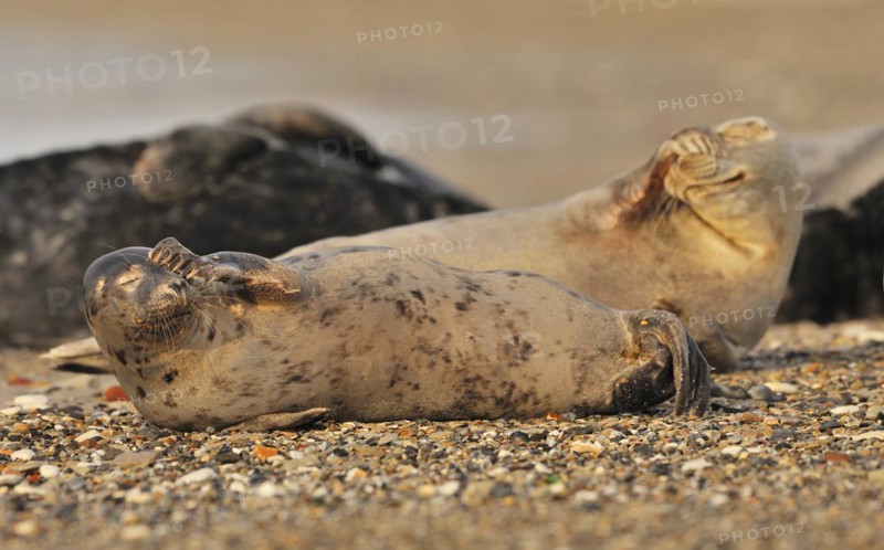 Common seals
