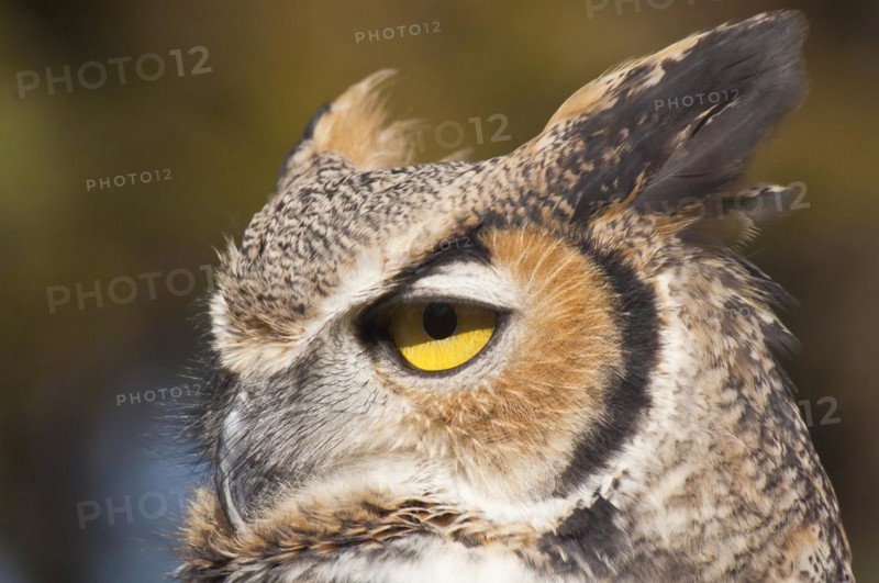 Common Great Horned Owl