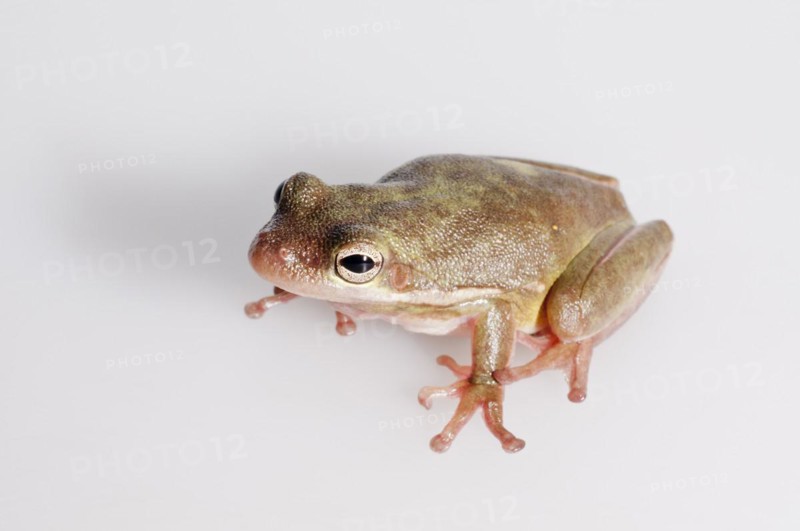 Male gray tree frog